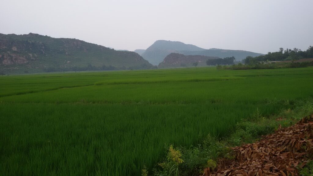 Odisha's agriculture sector faces the brunt of climate change