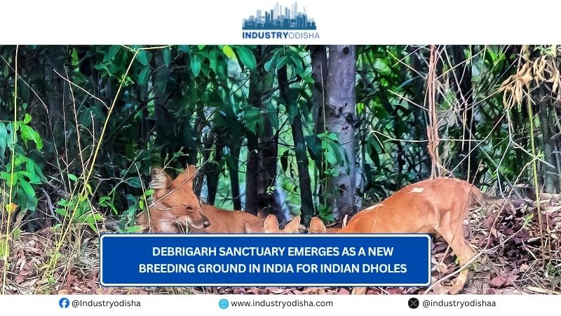 Debrigarh Sanctuary emerges as a new breeding ground in India for Indian Dholes Debrigarh Sanctuary emerges as a new breeding ground in India for Indian Dholes