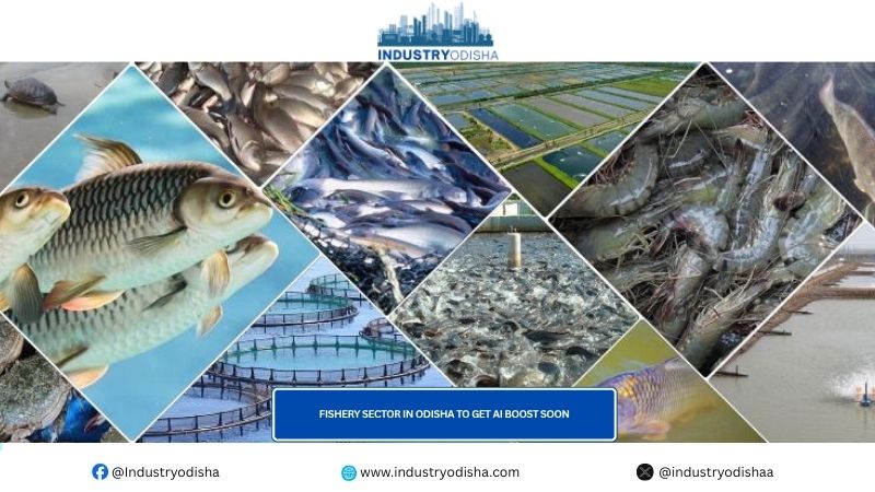 Fishery sector in Odisha to get AI boost soon Fishery sector in Odisha to get AI boost soon