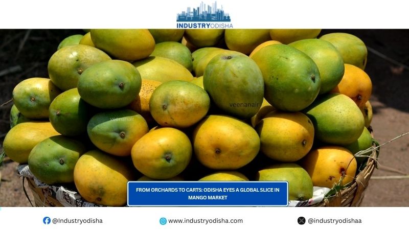 From Orchards to Carts: Odisha Eyes a Global Slice in Mango Market From Orchards to Carts: Odisha Eyes a Global Slice in Mango Market