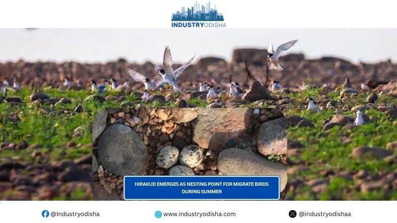 Hirakud emerges as nesting point for migrate birds during summer Hirakud emerges as nesting point for migrate birds during summer