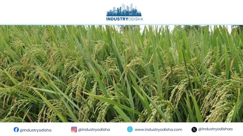 From Rice Bowl to Export Hub: Bargarh’s Blueprint to Reclaim India’s Top Spot Bargarh builds itself as rice export hub