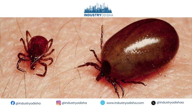 Suspected Scrub Typhus Cluster under Close Surveillance, Director of Public Health issues awareness circular Scrub typhus mite
