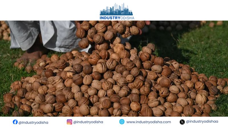 Kashmir walnut growers hit hard despite bumper harvest as cheap imports and ageing orchards affect produce
