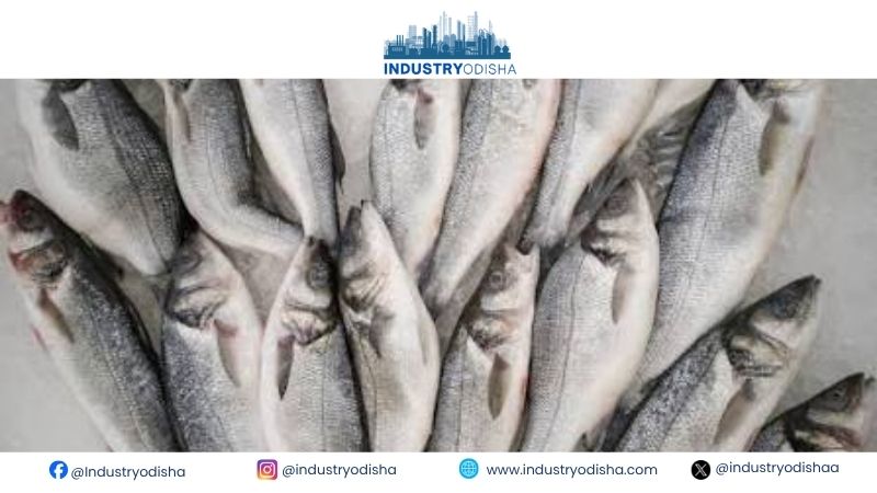 India Begins Valuing Marine Fish Wealth Through New Natural-Capital Accounts marine fish wealth india
