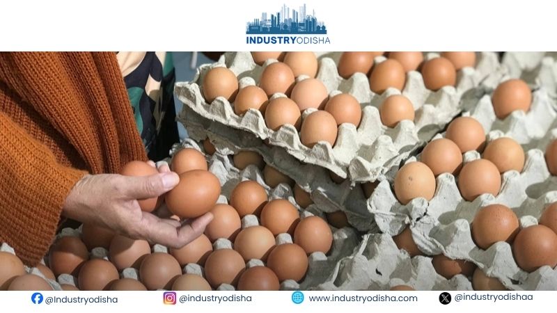 Egg Prices Face Winter Pressure As Ethanol Squeezes India’s Maize Supply Egg prices