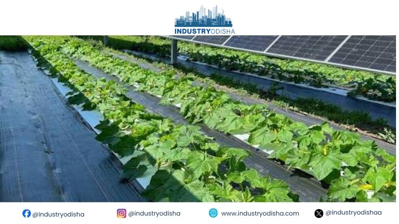 Sun Meets Soil: Odisha Charts Agrivoltaics Path for Agriculture