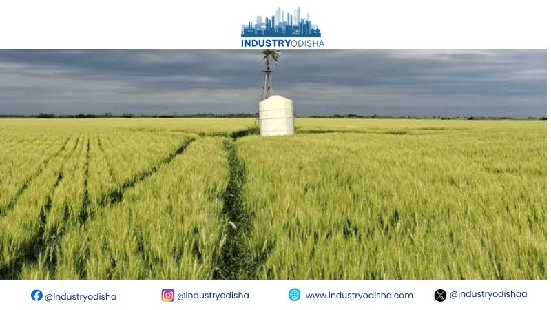 Irrigation Shields Wheat Crop From Weak Monsoon