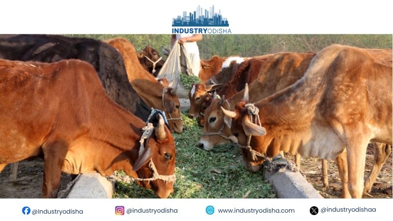 India’s Dairy Push: More Milk, Money From Dung